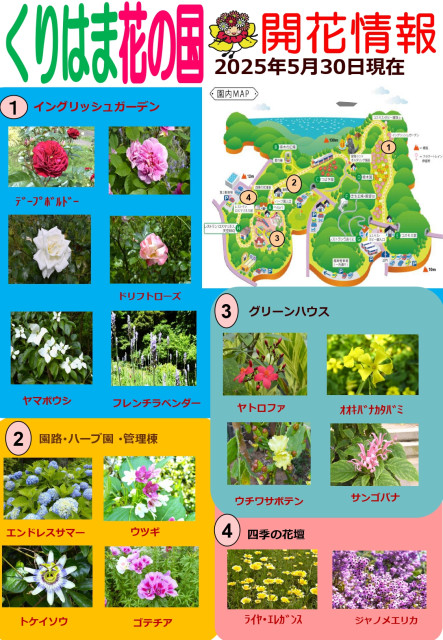横須賀くりはま花の国・5/30～開花情報